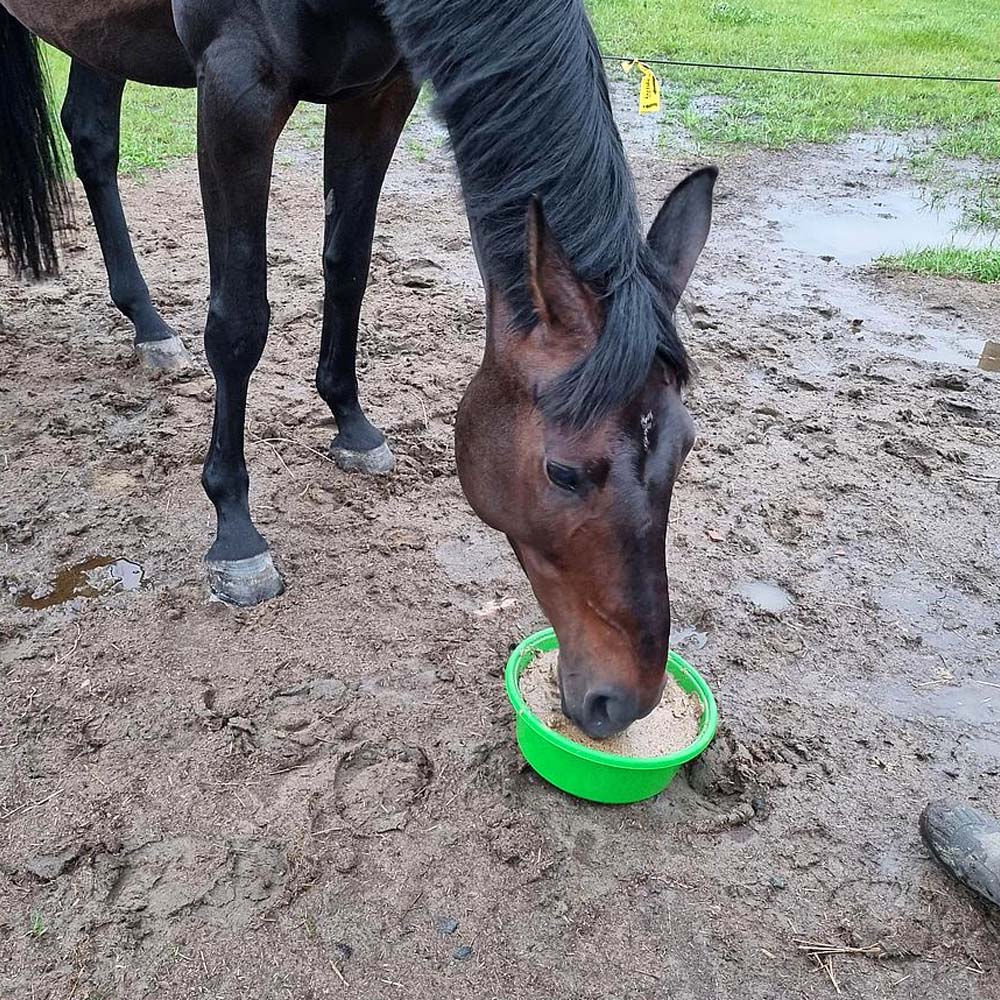 Delizia Bronchial Ciotola da leccare per cavalli