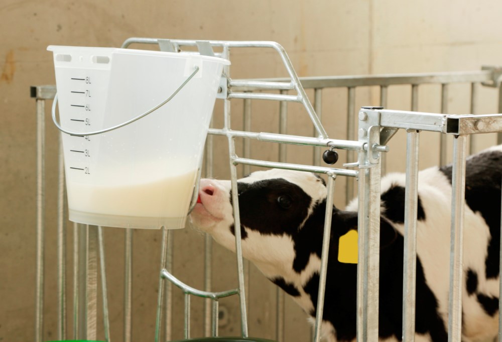 Secchio allattamento vitelli trasparente 8 litri