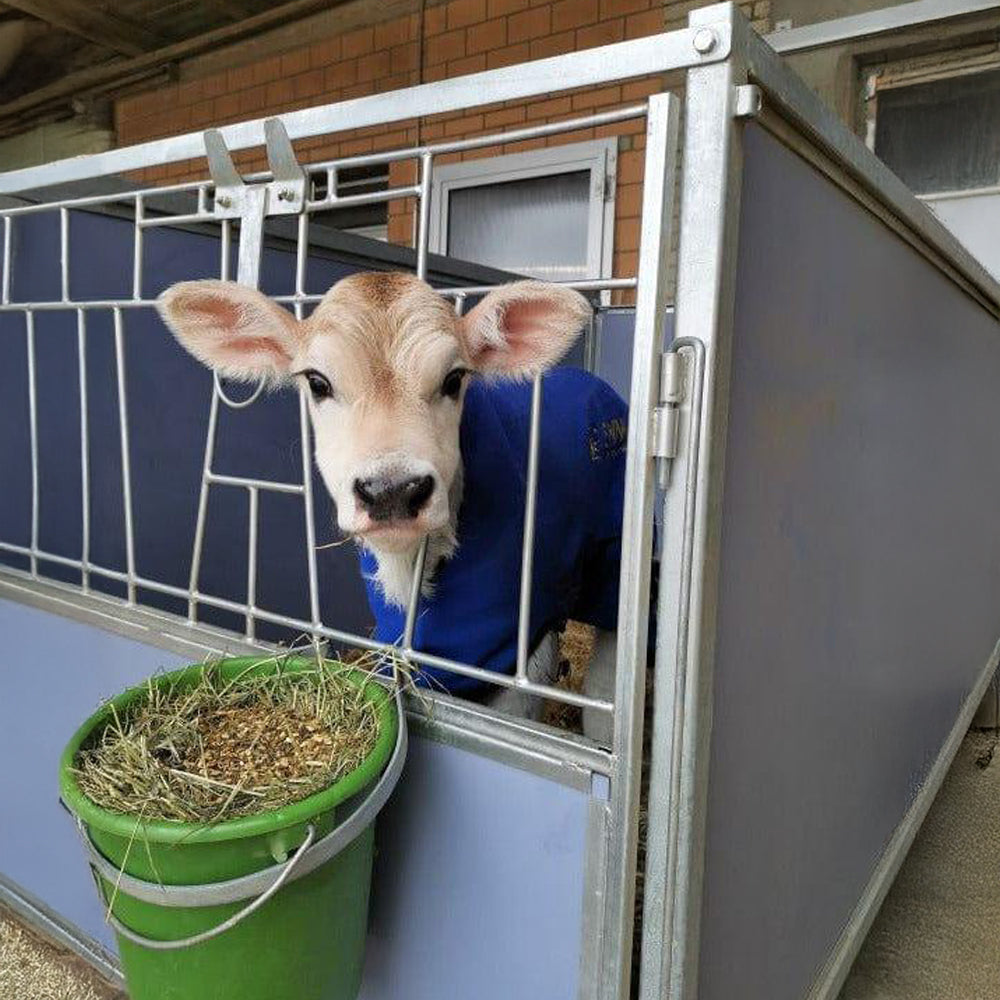 Gabbia per vitelli Auto MAXI