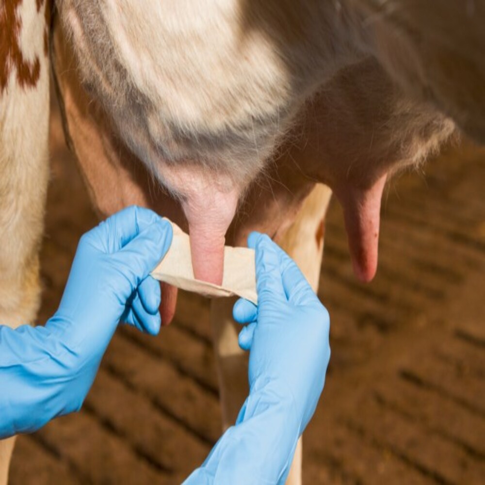 Protezione delle mammelle Uddero Soft