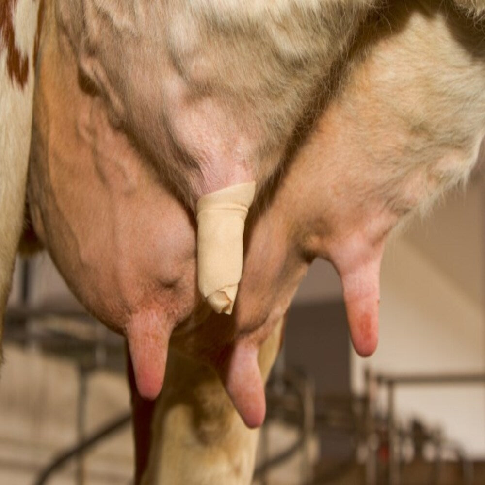 Protezione delle mammelle Uddero Soft