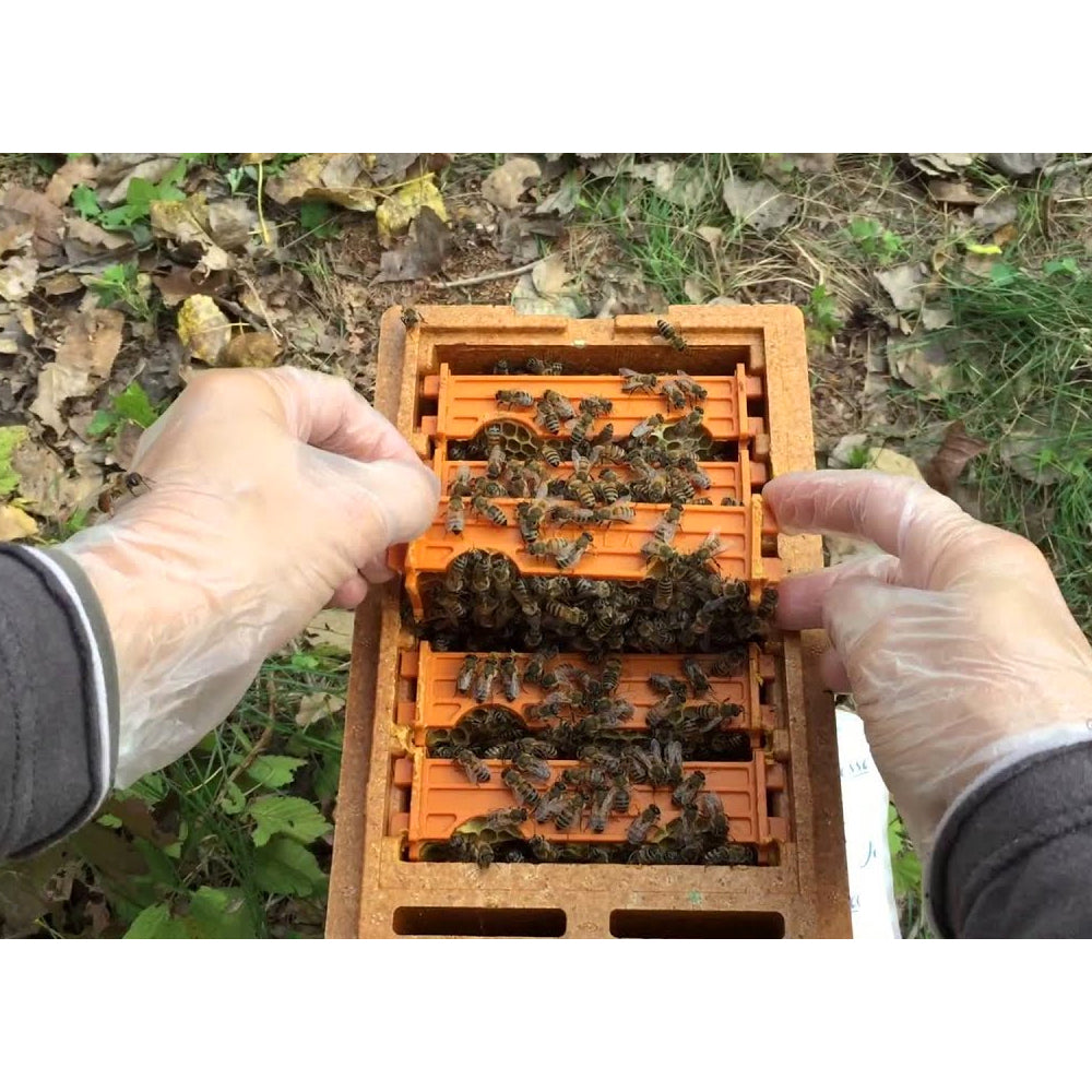 Apidea Arnietta fecondazione regine in polistirolo