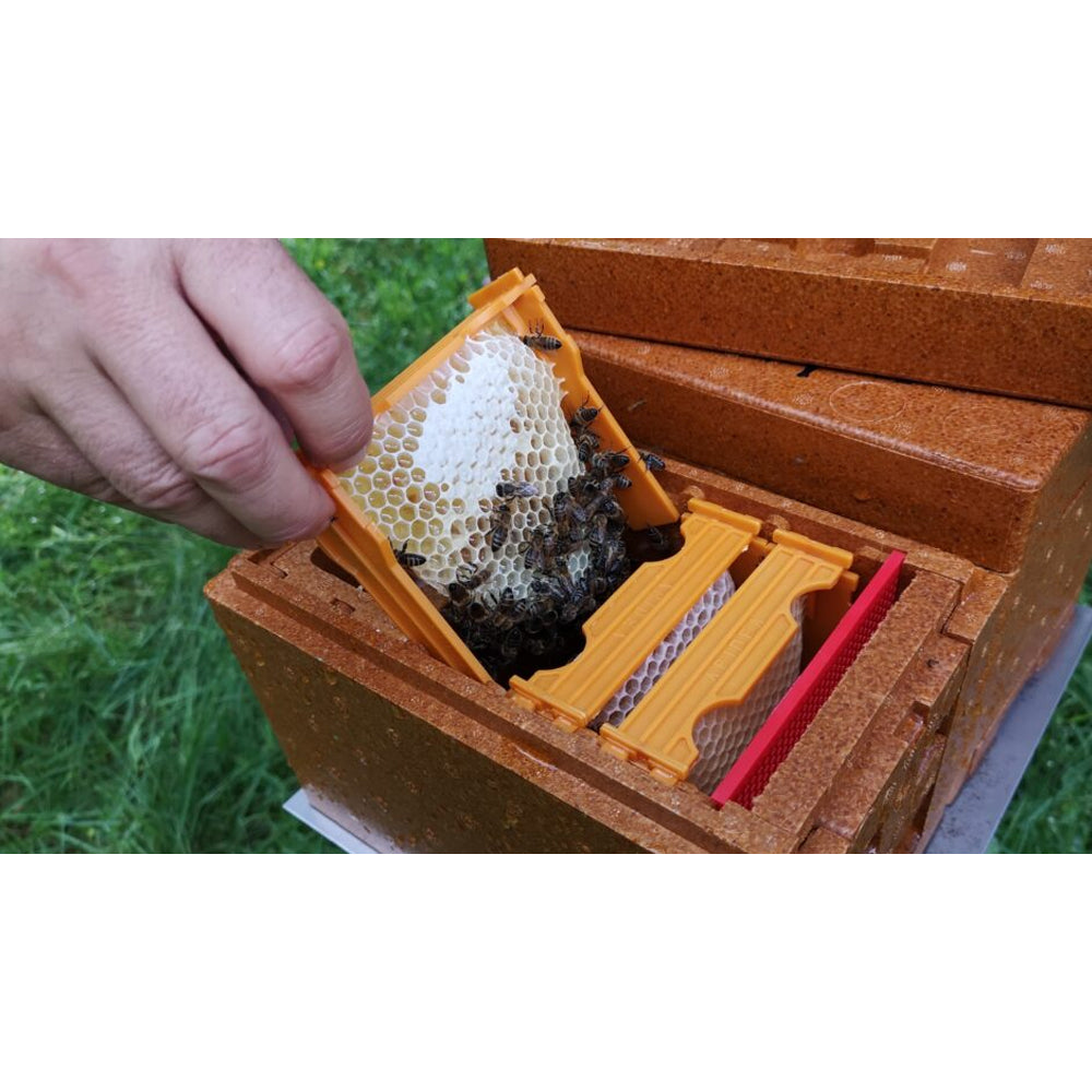 Apidea Arnietta fecondazione regine in polistirolo