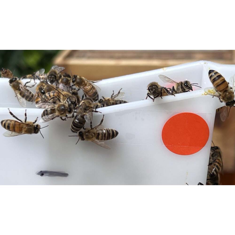 Imgut Nutritore a Tasca Mini Plus in plastica