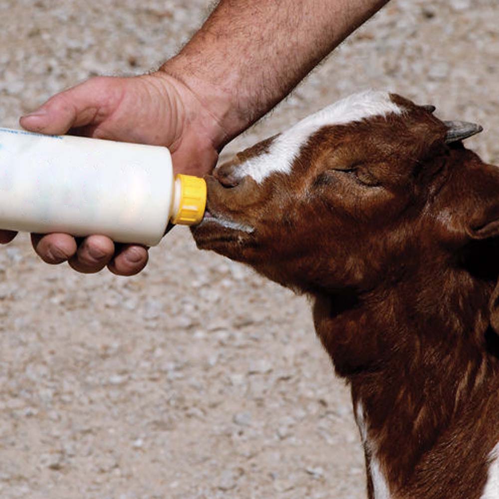 Tettarella a vite per agnelli 25 mm