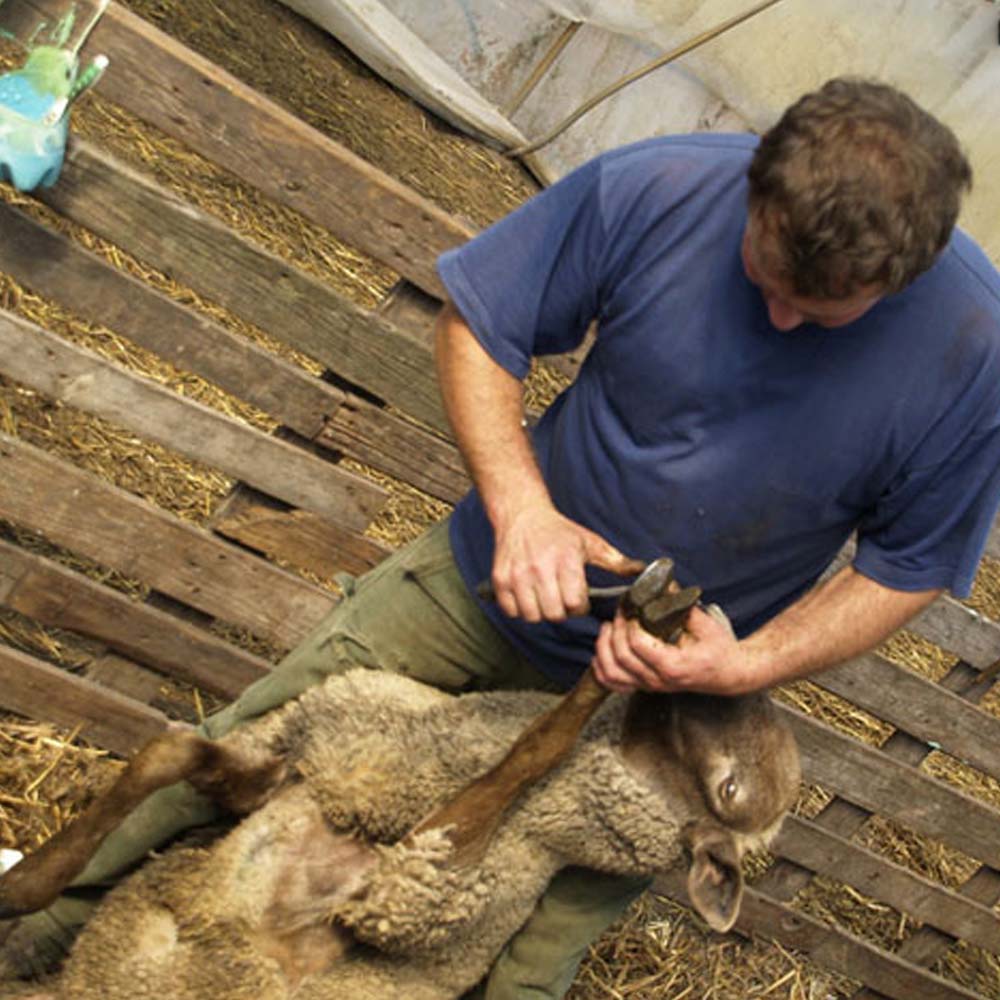 Coltello pieghevole ad artiglio Profi per pecore e capre