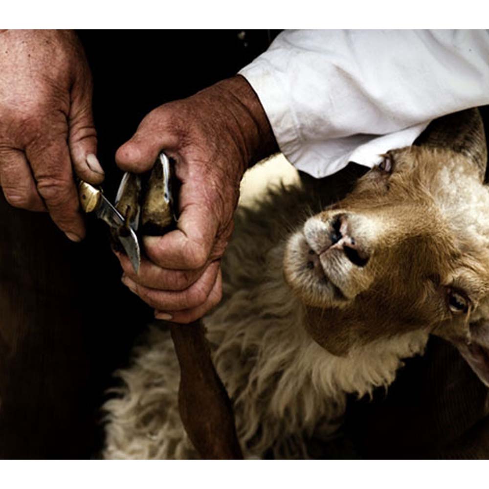 Coltello pieghevole ad artiglio Profi per pecore e capre