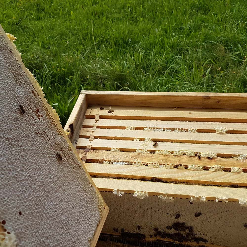 Cornici EWG® luccioperca cablata 110 mm, lati Hoffmann