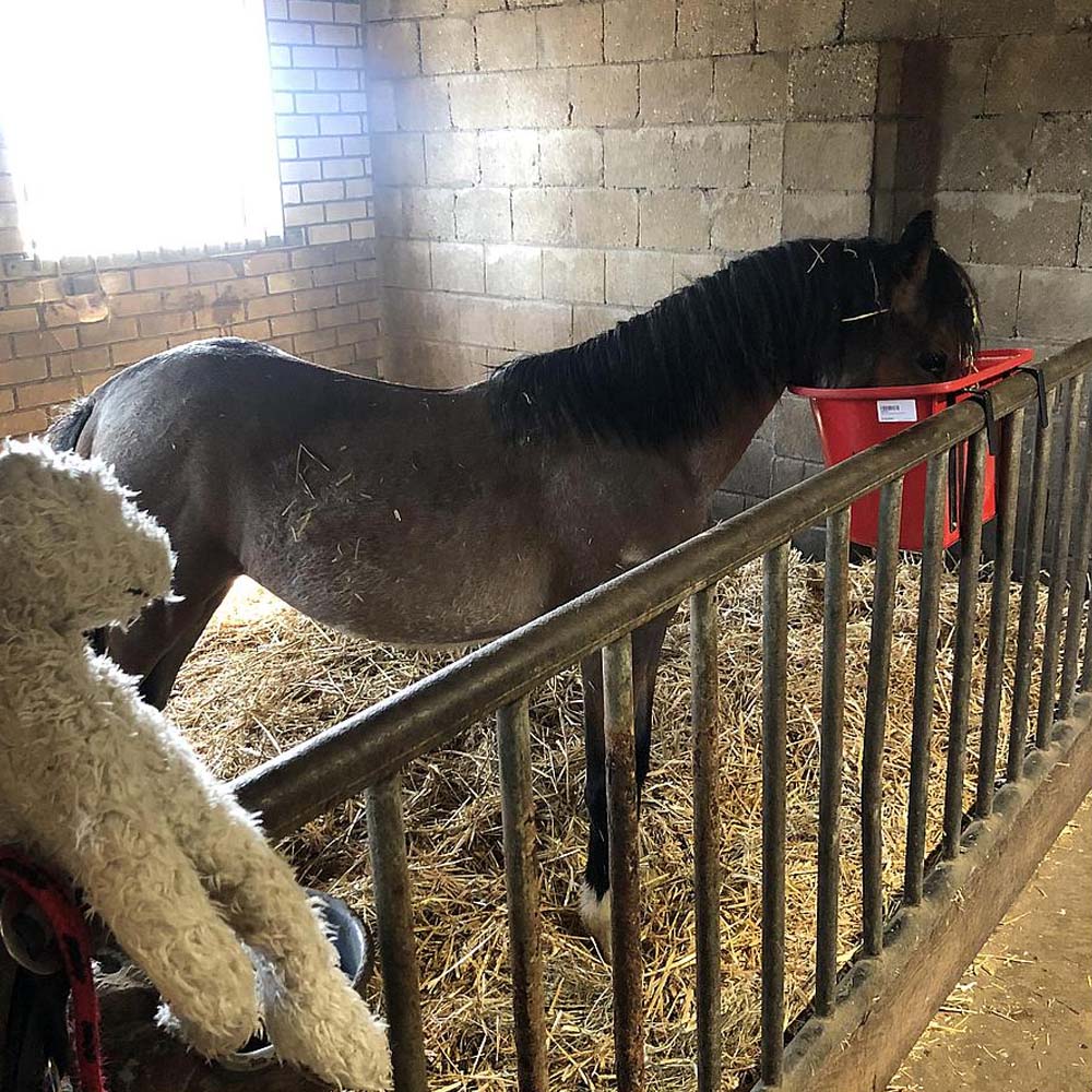 Mangiatoia portatile con staffa per aggancio in plastica antischegge