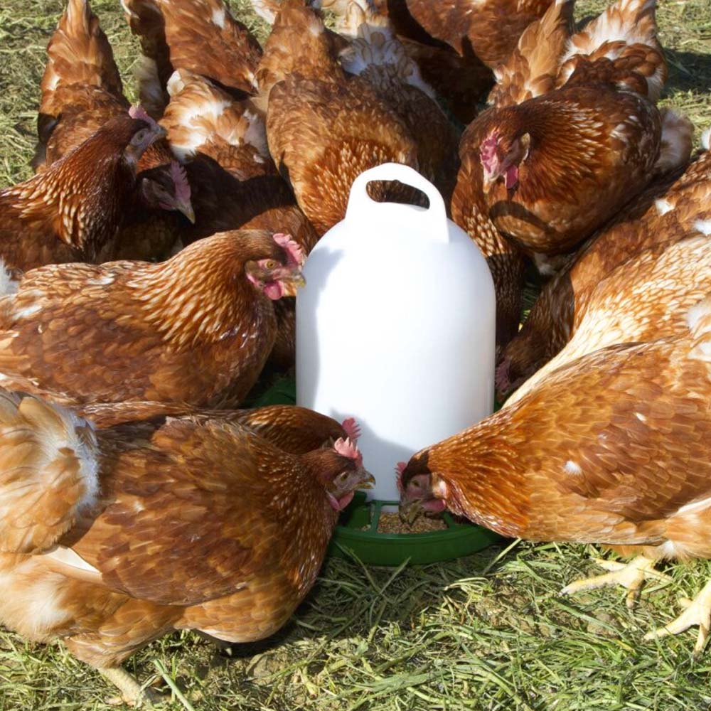 Mangiatoia Automatica per Quaglie