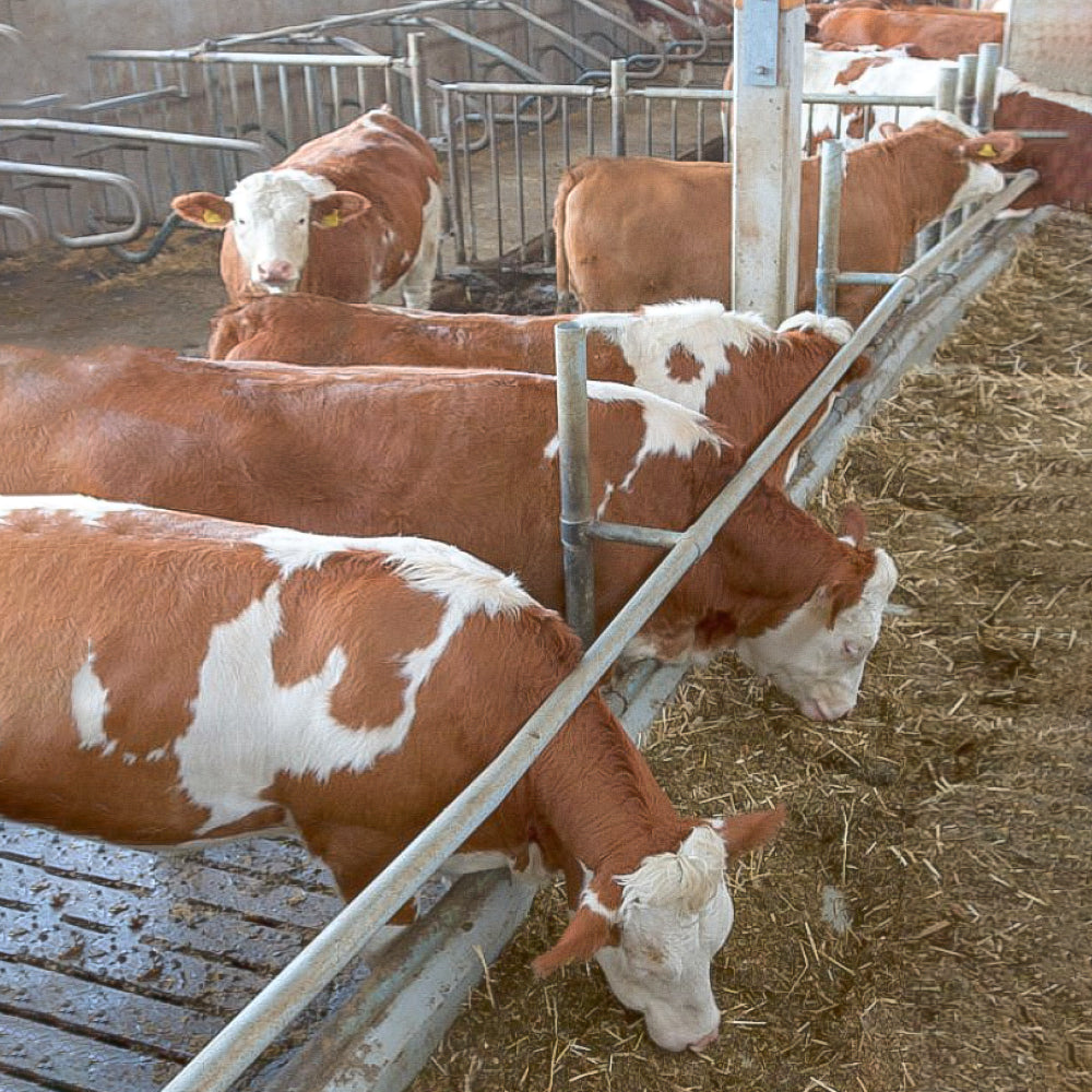 SmartCam HD Videocamera Wireless per Sorveglianza Animali con Supporto Magnetico e Visione