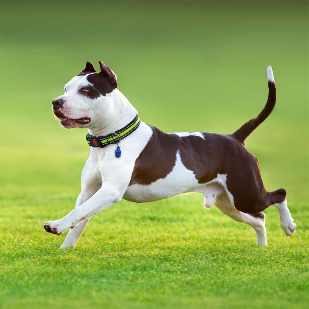 Sonaglino Per Collari