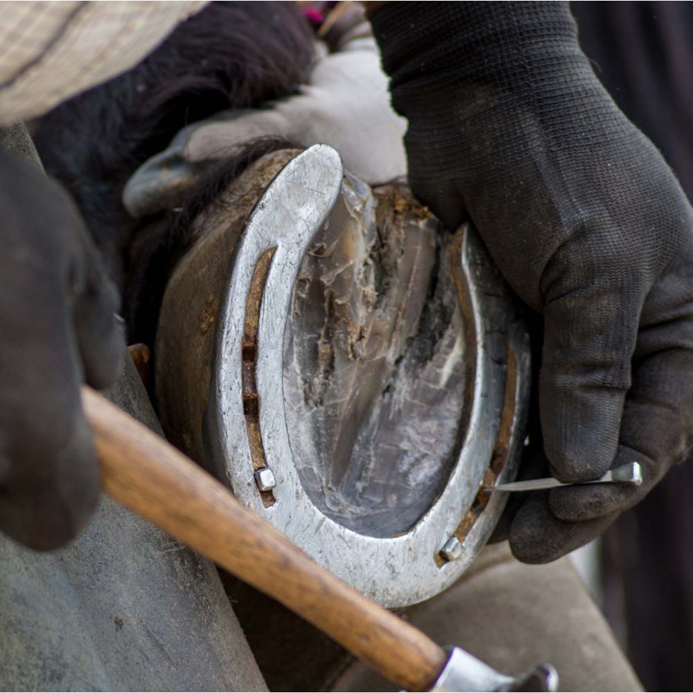 Chiodi di Cavallo Mustad ESL