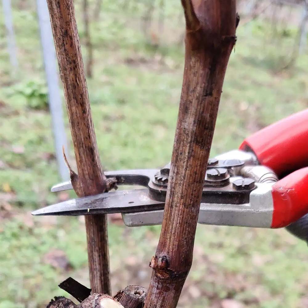 914 - Forbice da potatura professionale a incudine 20cm