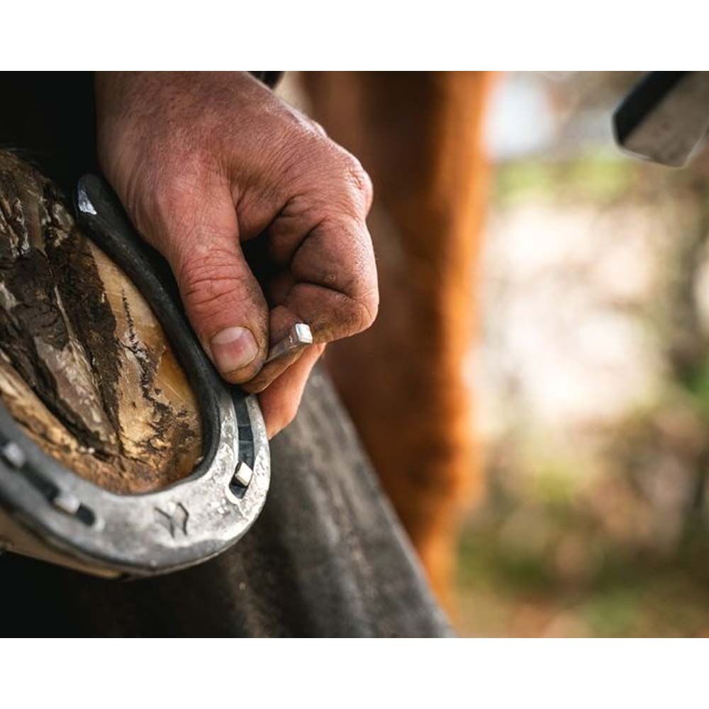 Chiodi Per Zoccoli Mustad