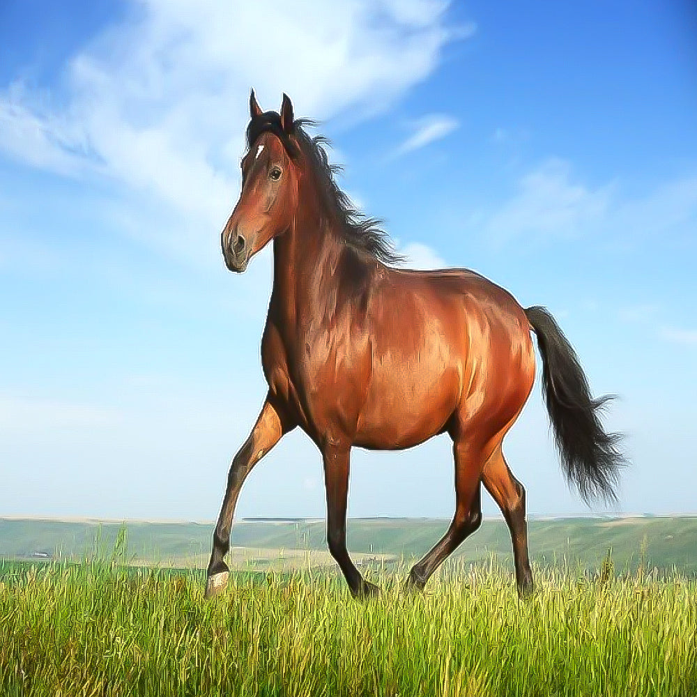 Elettroliti Renervit