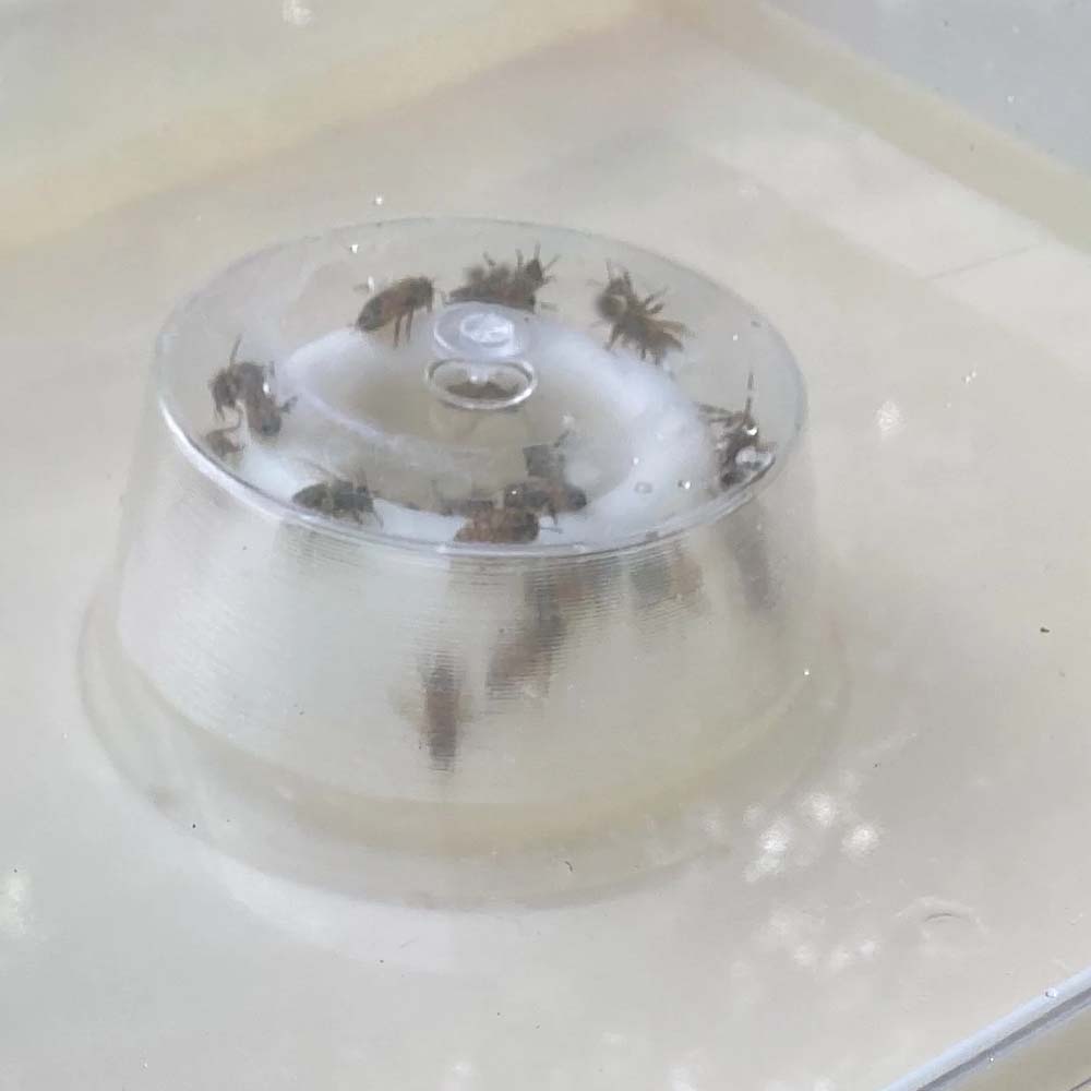 mangiatoia compatibile con alveari Dadant