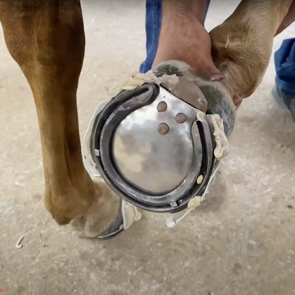 Equilox I e II Bianco - 420 ml | Adesivi Professionali per Riparazione Zoccoli