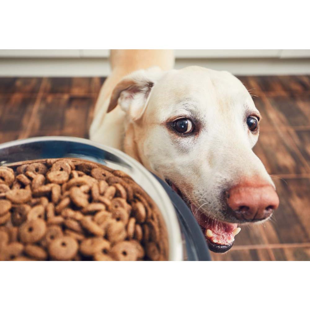 Ciotola per cani in acciaio antiscivolo