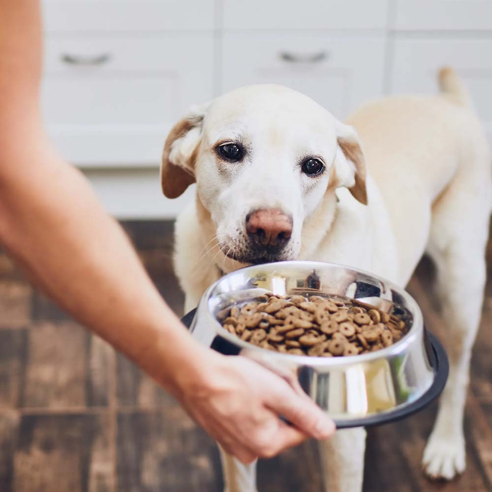 Ciotola per cani in acciaio antiscivolo