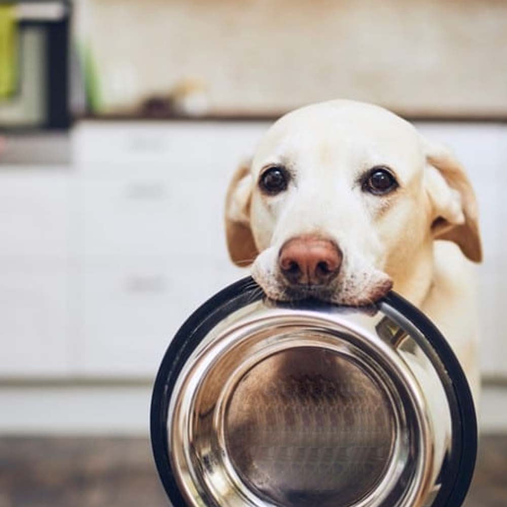 Ciotola per cani in acciaio antiscivolo