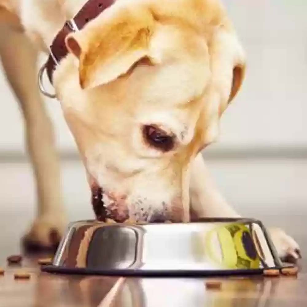 Ciotola per cani in acciaio antiscivolo