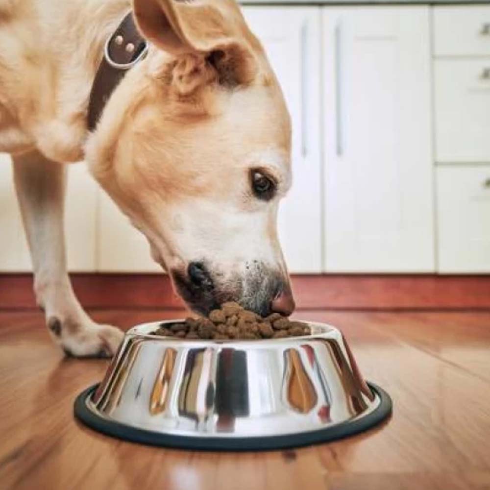 Ciotola per cani in acciaio antiscivolo