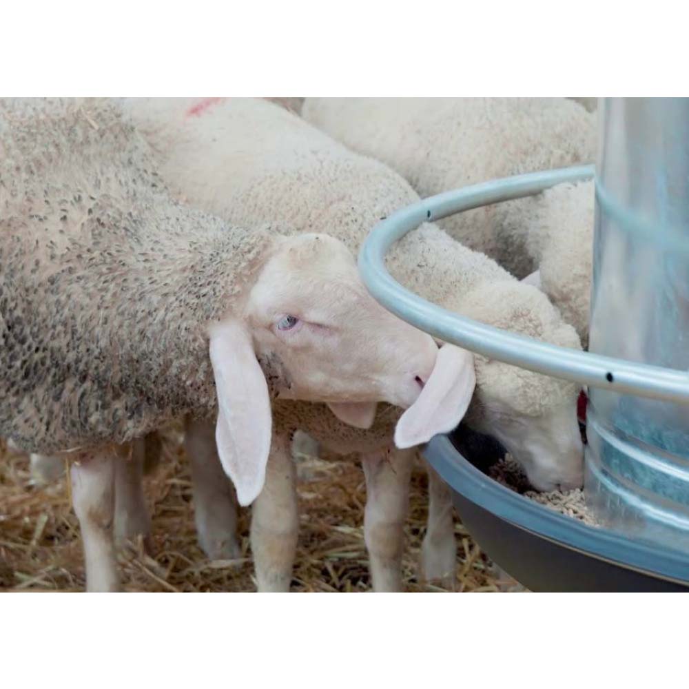 Alimentatore per ovi-caprini