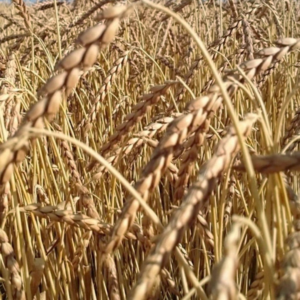 Farro da Semina BIO Oberkulmer Rotkorn 25kg