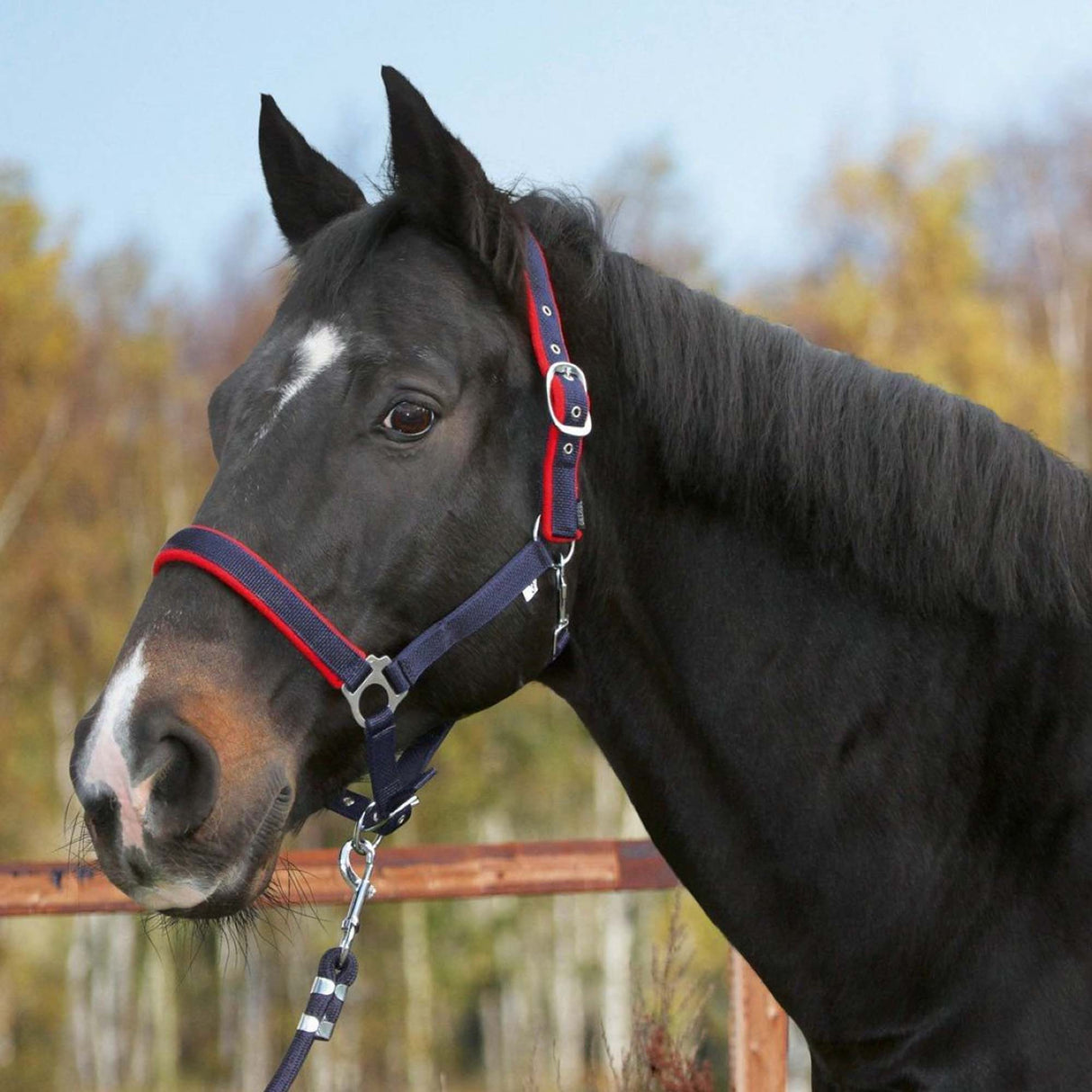 Testiera - Collo Dexter con velo underlay