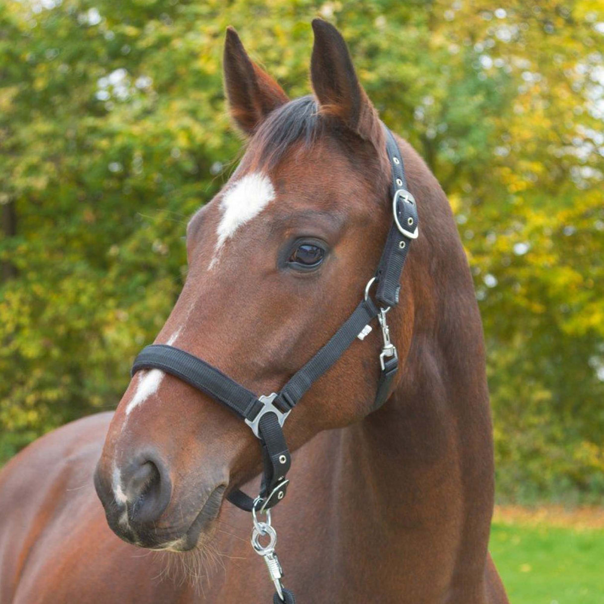 Testiera - Collo Dexter con velo underlay