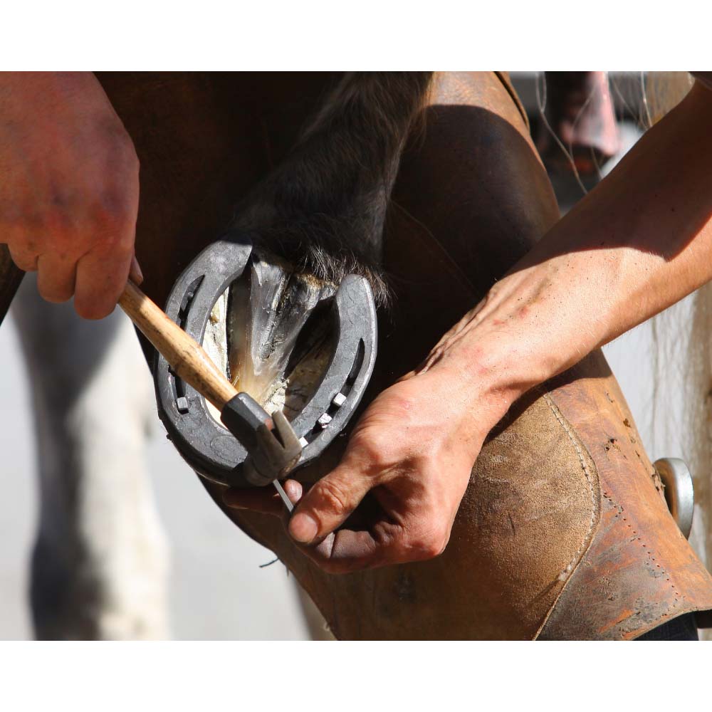 Ferri Mustad Libero 20/25x8/10 A1B Ferro Versatile per Sport e Tempo Libero