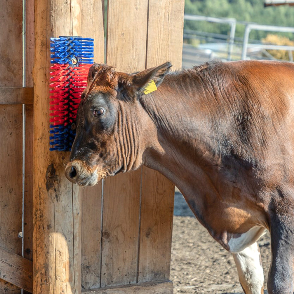 Spazzola Multiuso per Bovini e Cavalli 50 cm