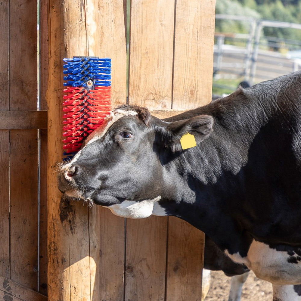 Spazzola Multiuso per Bovini e Cavalli 50 cm