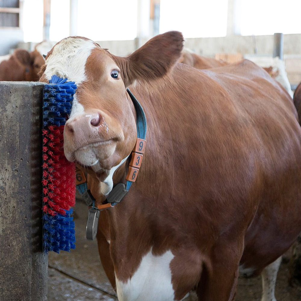 Spazzola Multiuso per Bovini e Cavalli 50 cm