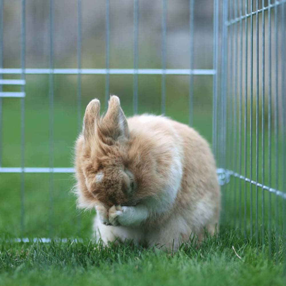 Recinto da esterno con barriera anti-fuga con 2 porte