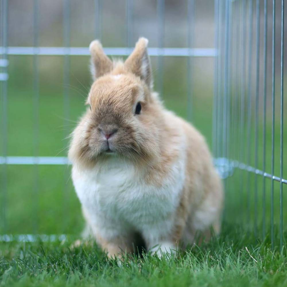Recinto da esterno con barriera anti-fuga con 2 porte