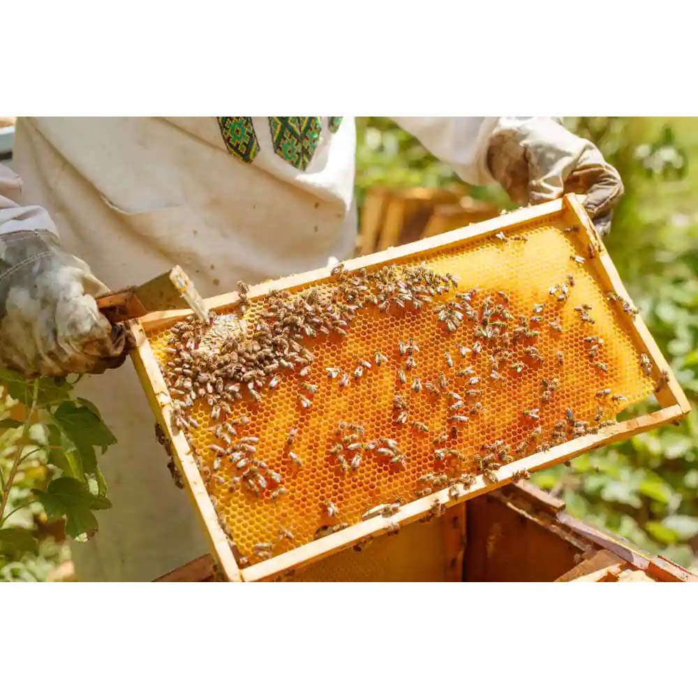 Cornici EWG® cablate foglio Dadant 159 mm