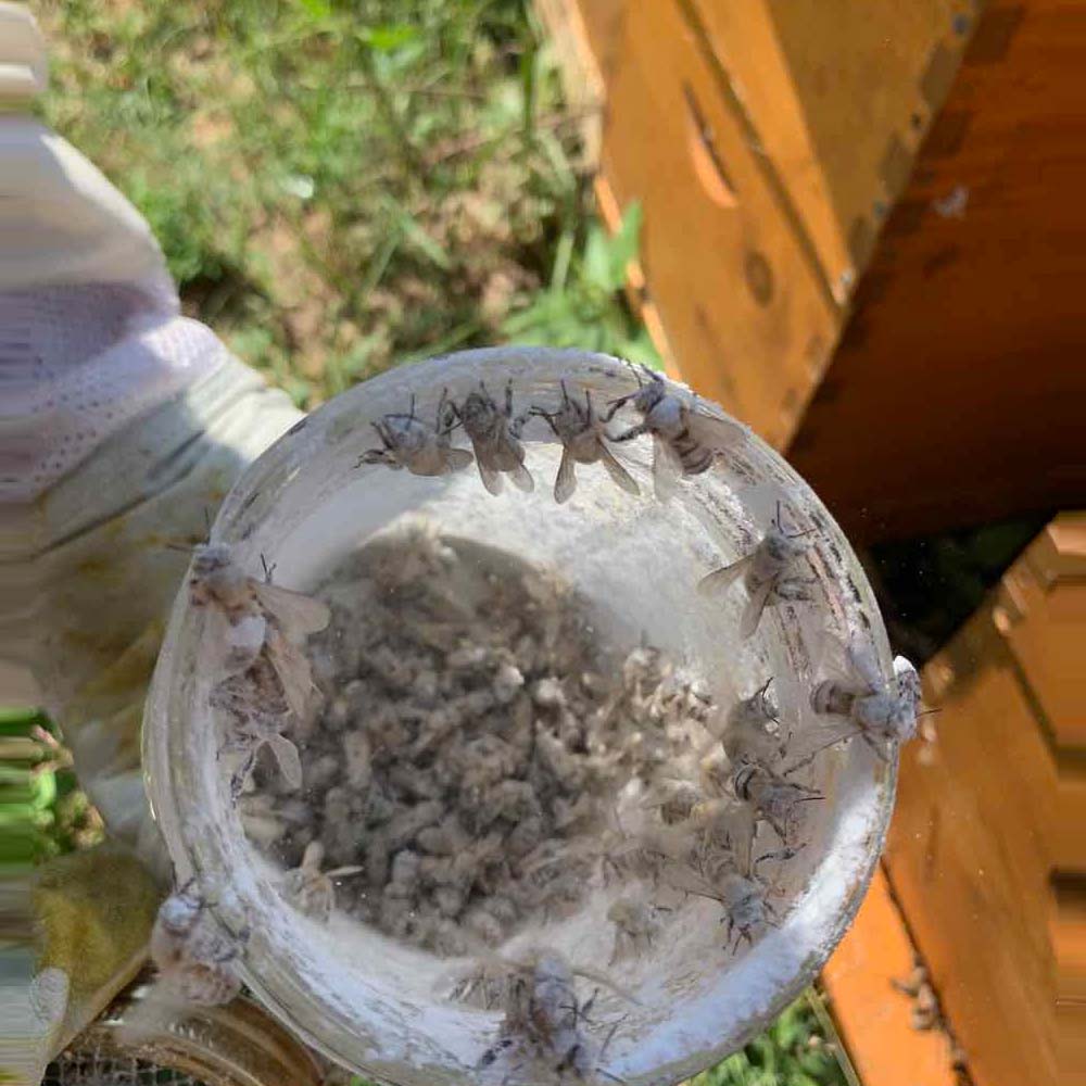 Imgut® trattamento contro la Varroa