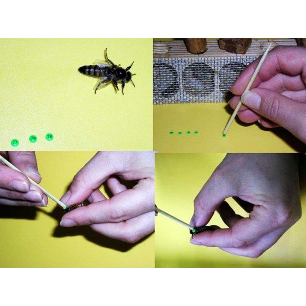 Opalith Single Card Rosso classico