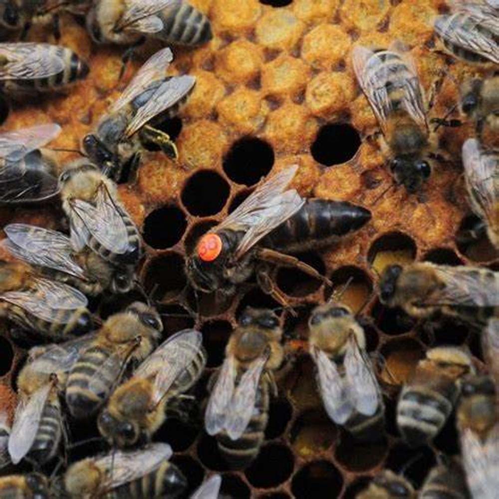 Opalith Single Card Rosso classico