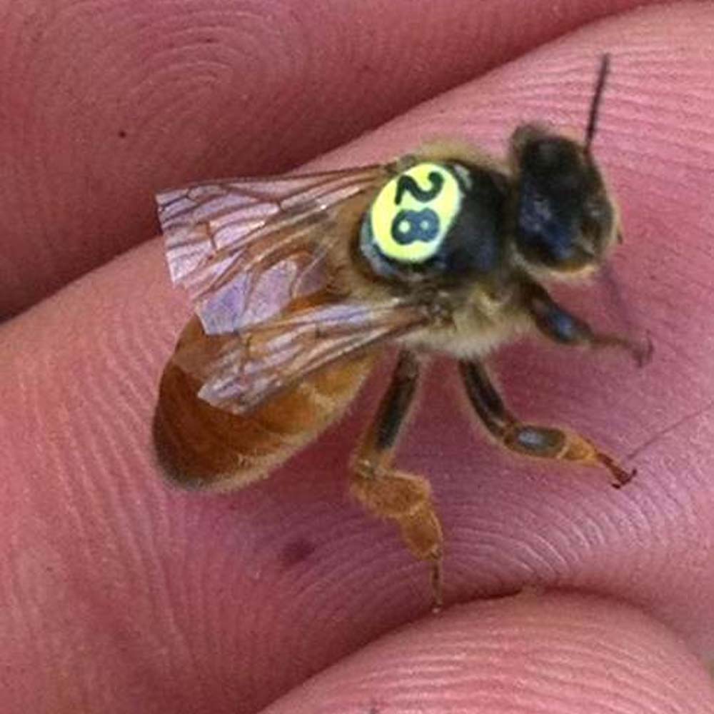 Opalith Single Card Rosso classico