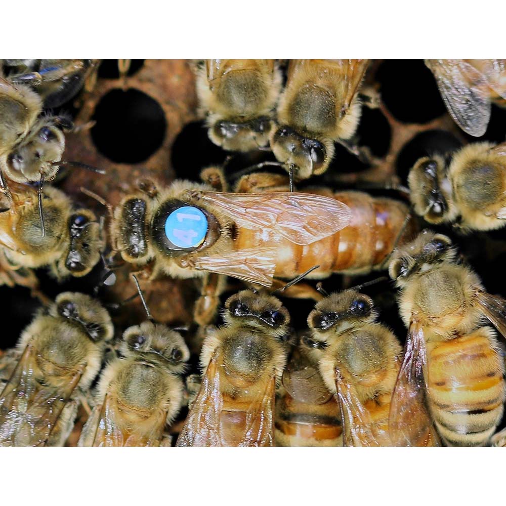 Opalith Single Card Rosso classico