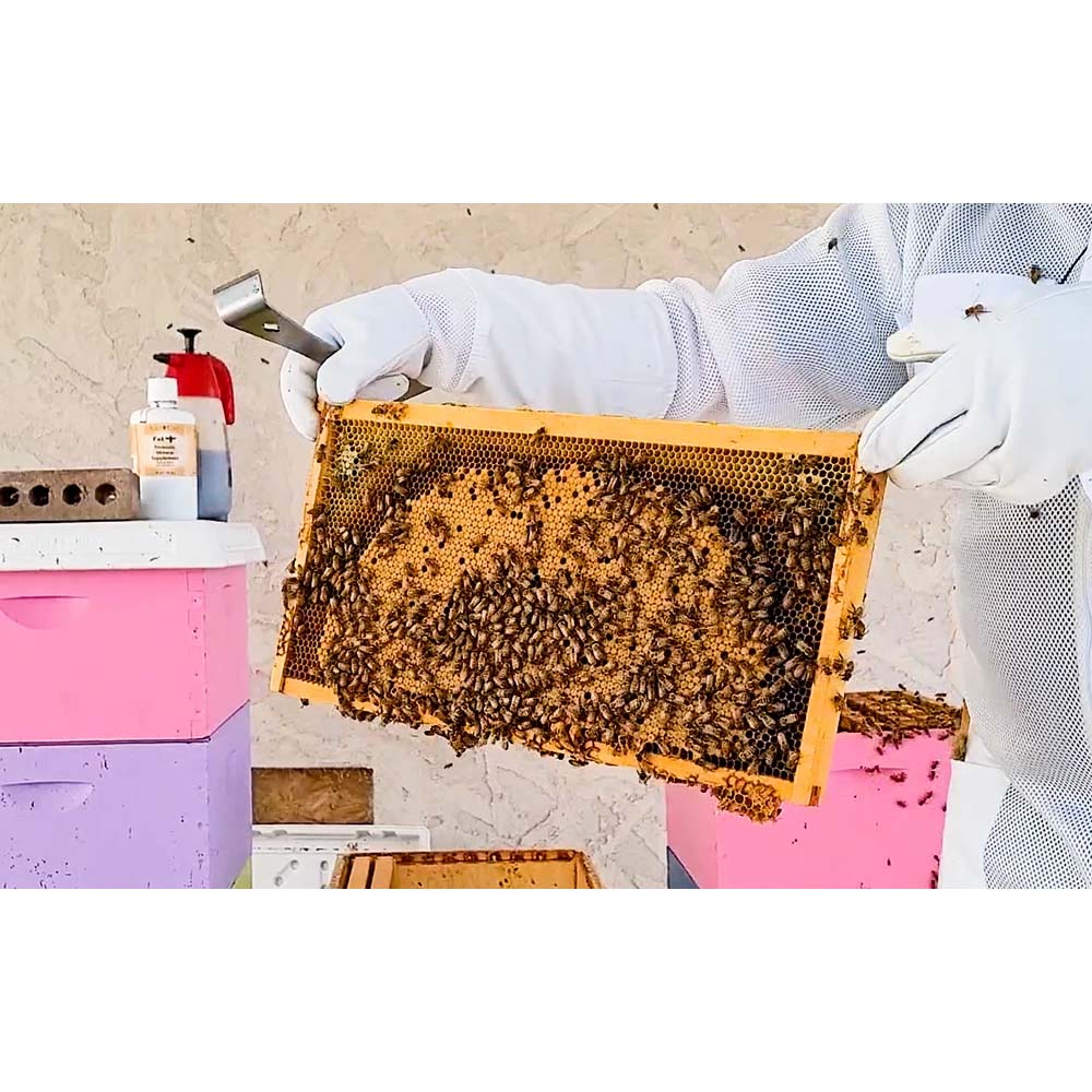 ApiNord® Ami stick scalpello II