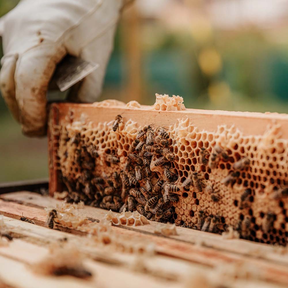 ApiNord® Ami stick scalpello II