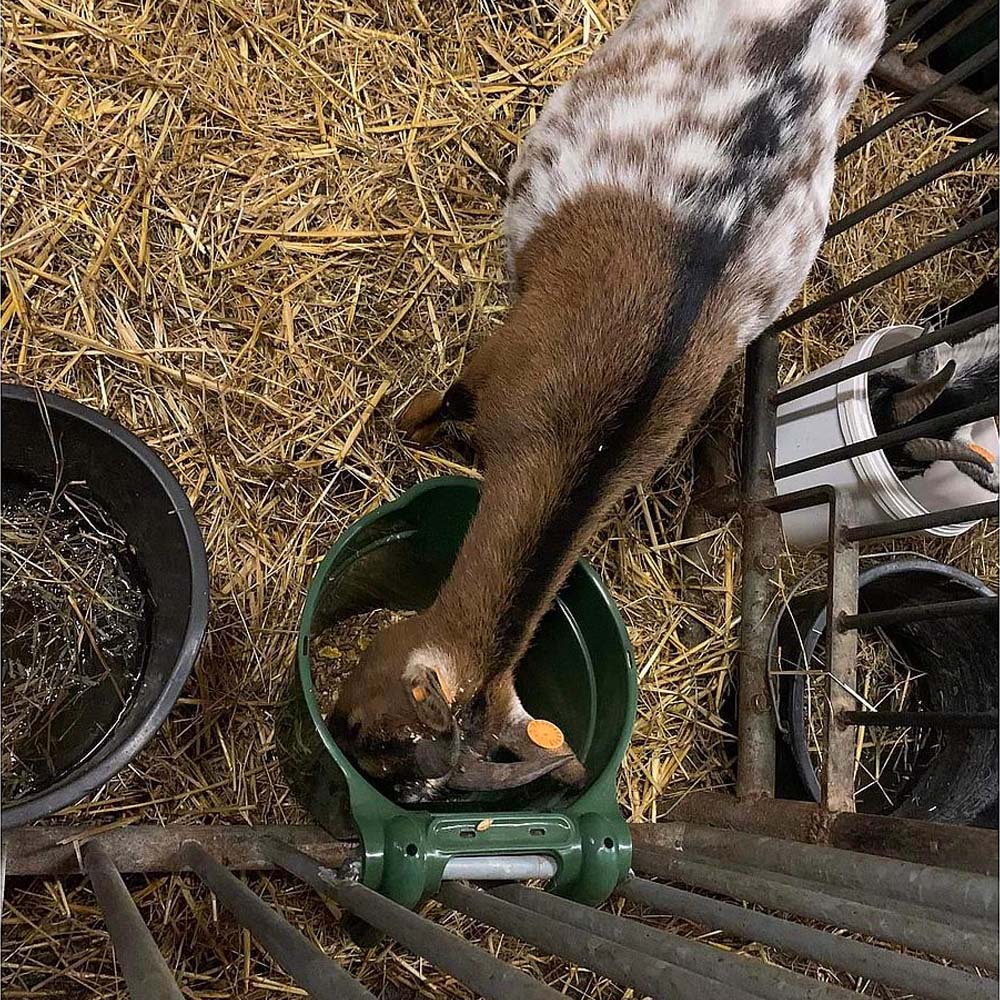 Mangiatoia Hangon 8l sospesa
