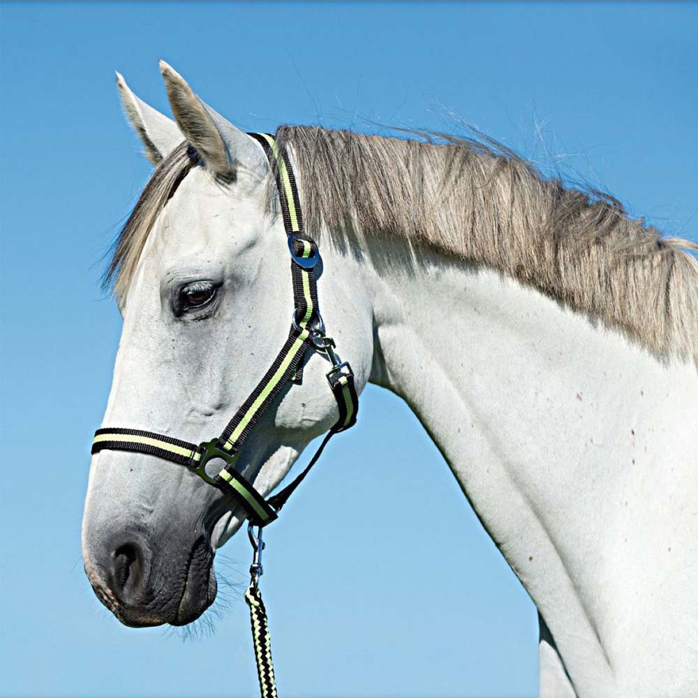 Cavezza in nylon hippo per equini