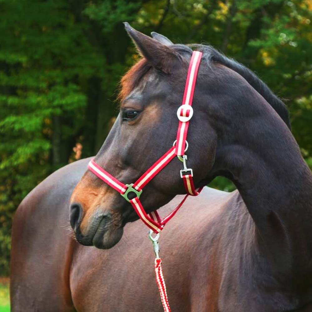 Cavezza in nylon hippo per equini