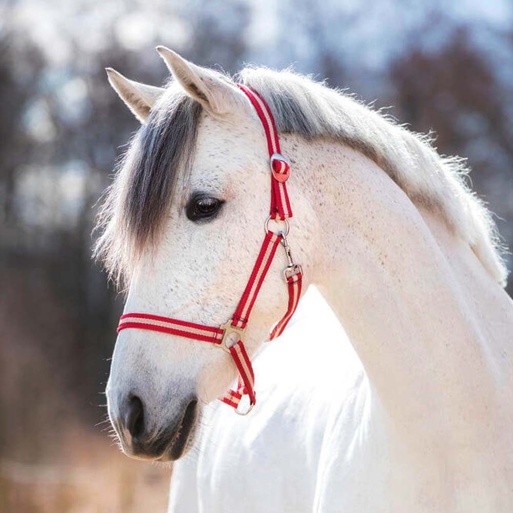 Cavezza in nylon hippo per equini