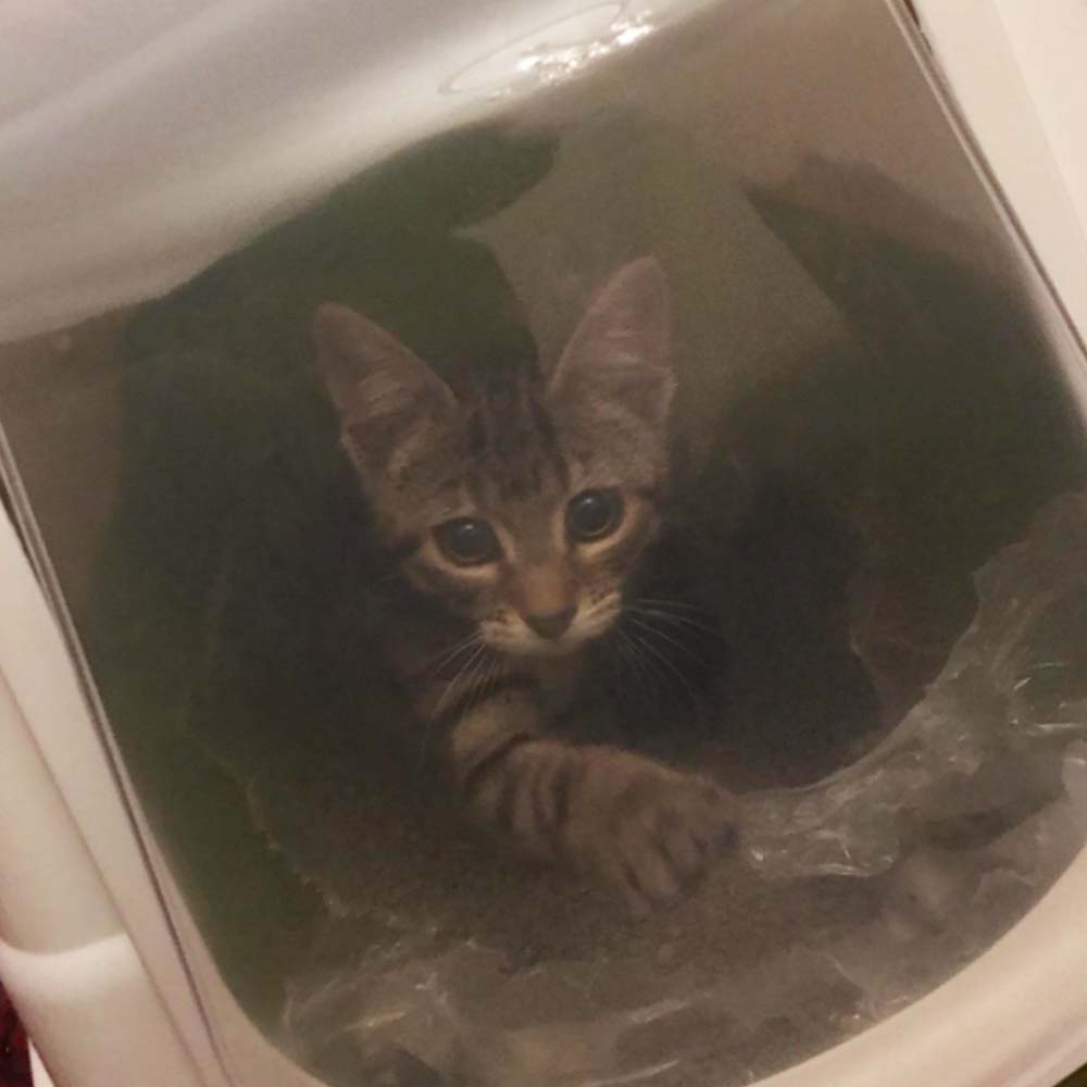 Toilette per Gatti Minka con Porta Filtro